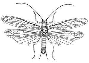 Trinotoperla species