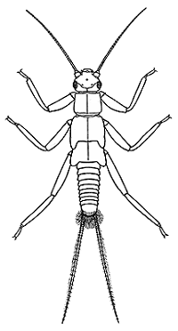 Trinotoperla species larvae