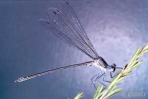 damselfly