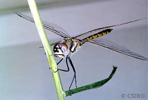 dragonfly