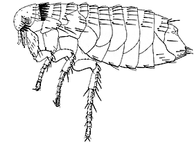 Ctenocephalides felis