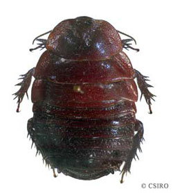 Geoscapheus dilatatus (BLABERIDAE) 