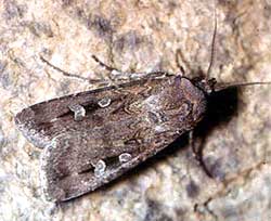 Bogong moth