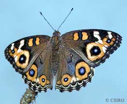 Junonia villida calybe