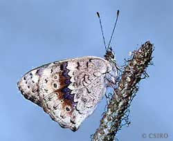 Meadow argus butterfly