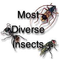 Most diverse insect orders