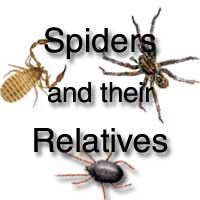 Spiders and their relatives