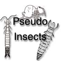 The Pseudo Insects
