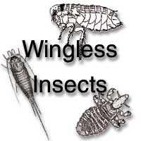 Wingless insects