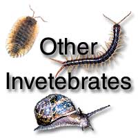 Other non-insect invertebrates