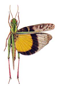 Gastrimargus musicus  (yellow-winged locust)