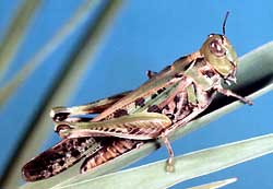 Chortoicetes terminifera (Australian plague locust)