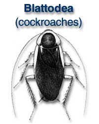 Blattodea (cockroaches)
