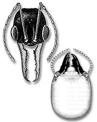 Chewing mouthparts