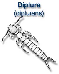 Diplura