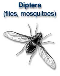 Diptera (flies, mosquitoes)