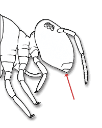 Mouthparts hidden by oral folds