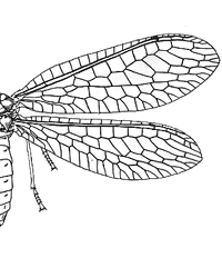 Extensive wing venation