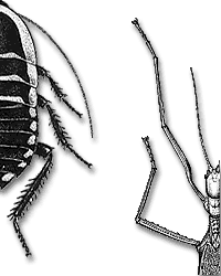 Forelegs not raptorial
