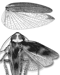 Forewings leathery