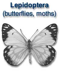 Lepidoptera (moths, butterflies)