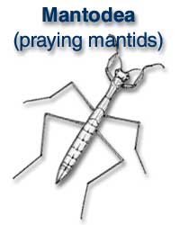 Mantodea (praying mantids)
