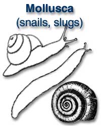 Mollusca (snails, slugs)