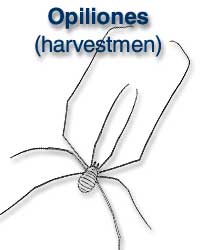 Opiliones (harvestmen)