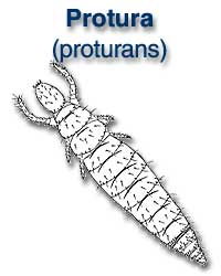 Protura