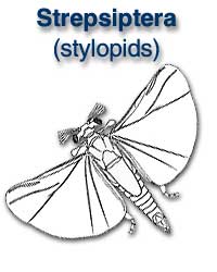 Strepsiptera (stylopids)