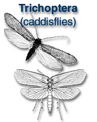 Tricoptera (caddisflies)