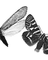 Wings covered in scales or hairs