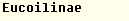 To Eucoilinae Key...