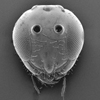 head
