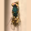 Cirrospilus ambiguus