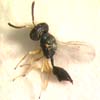 Sphegigaster spp.