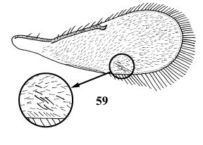 Fore Wing