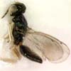 Apleurotropis sp.