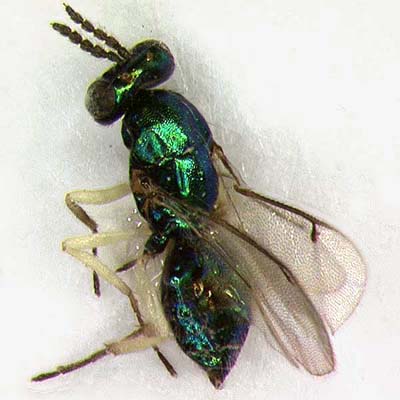 C. longitarsus, female