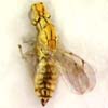 Cirrospilus sp. - variegatus group