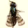 C. trifasciatus, male