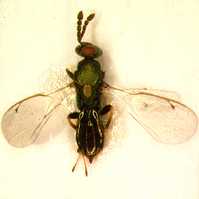 D. westwoodii, female