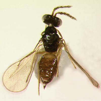 M. yamagishii, female