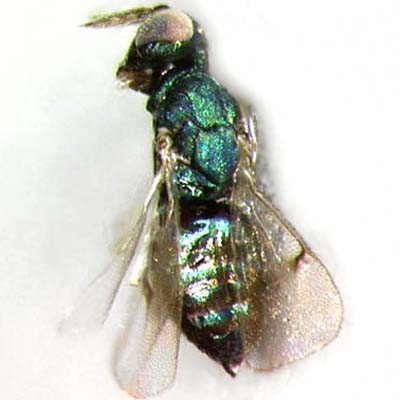 N. formosa, female