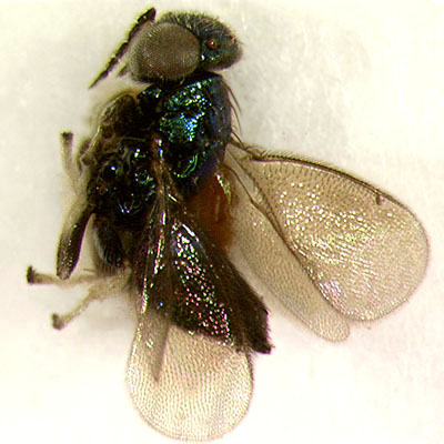 P. lankensis, female