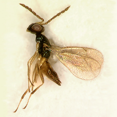 P. katonis, female 