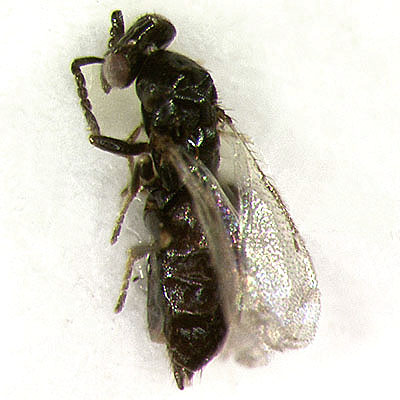 P. carlinarum, female