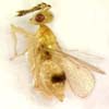 Q. citrella, female