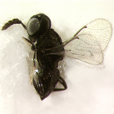 T. agromyzae, female