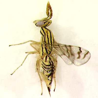 Z. sp., female